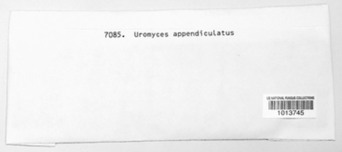 Uromyces appendiculatus image